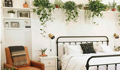五卧室植物可改善您的睡眠
